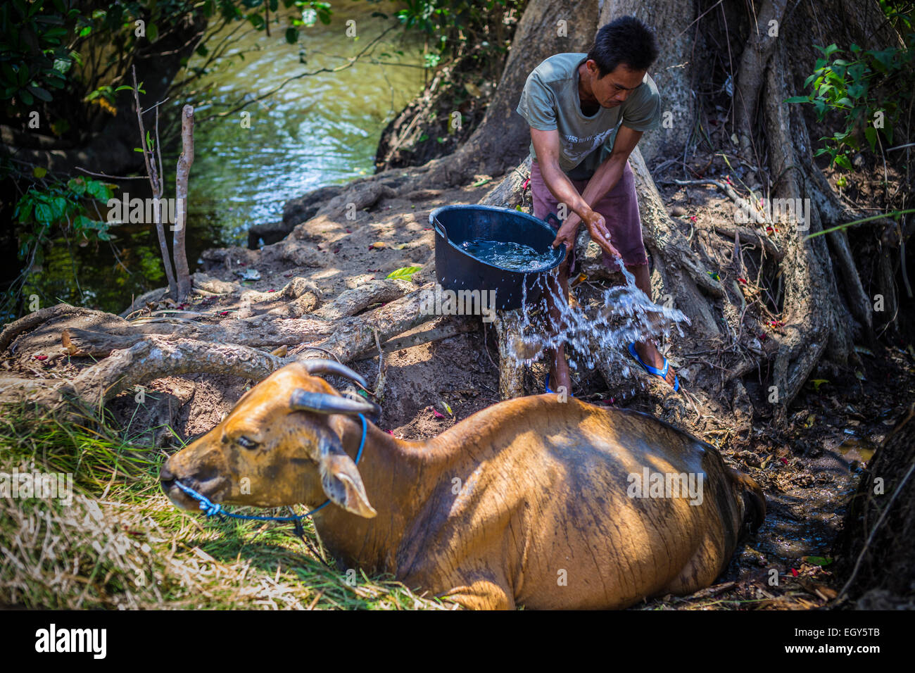 Farmer help his cow at hot sunny day, Bali, Indonesia. Stock Photo