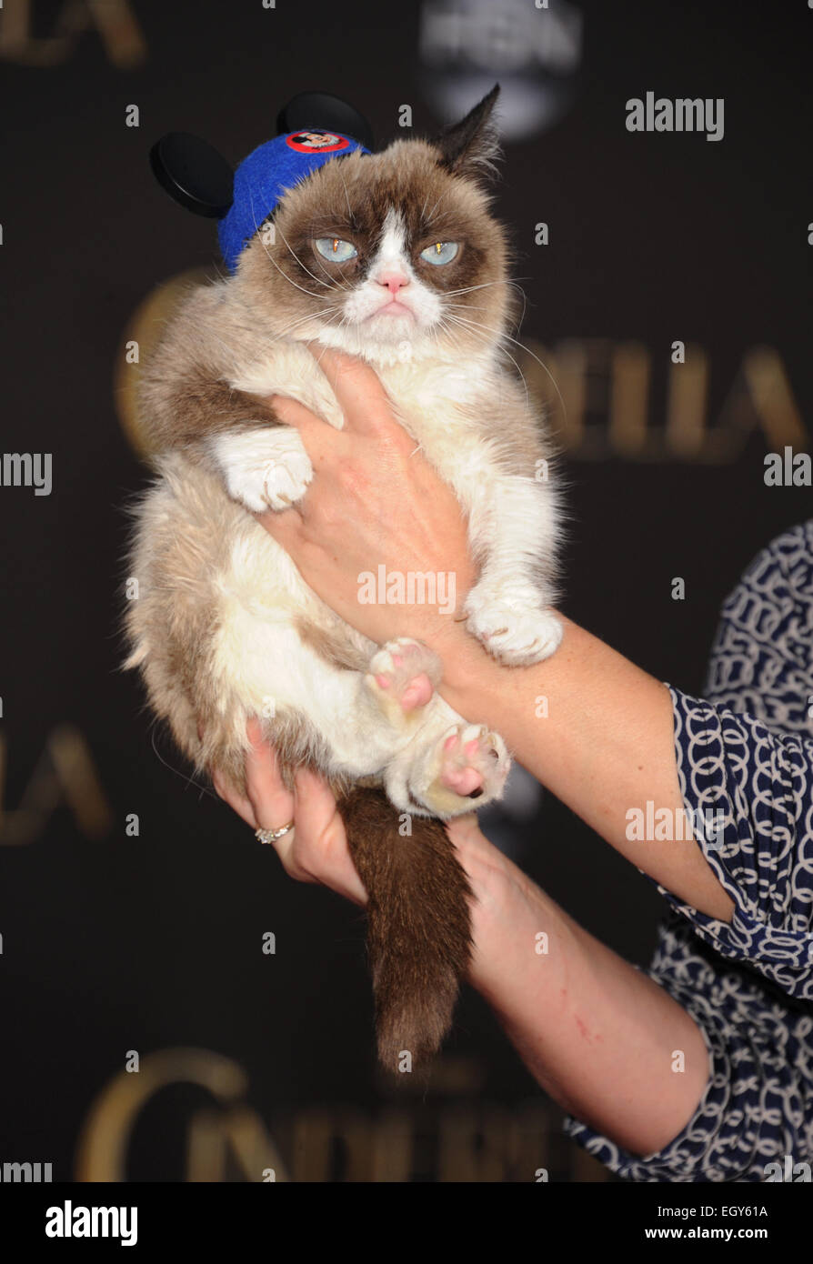 GRUMPY CAT in March 2015. Photo Jeffrey Mayer Stock Photo