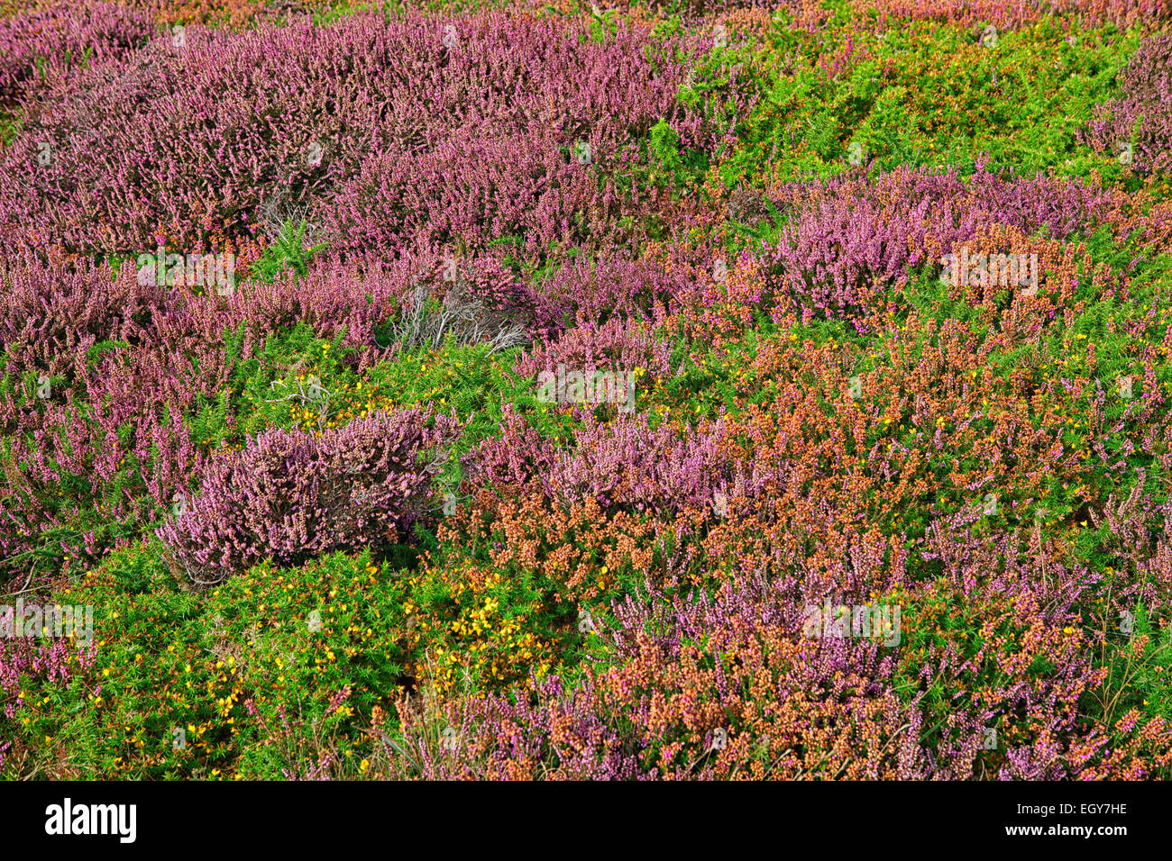 France, Pointe de Pen-Hir, Field of wild flowers Stock Photo