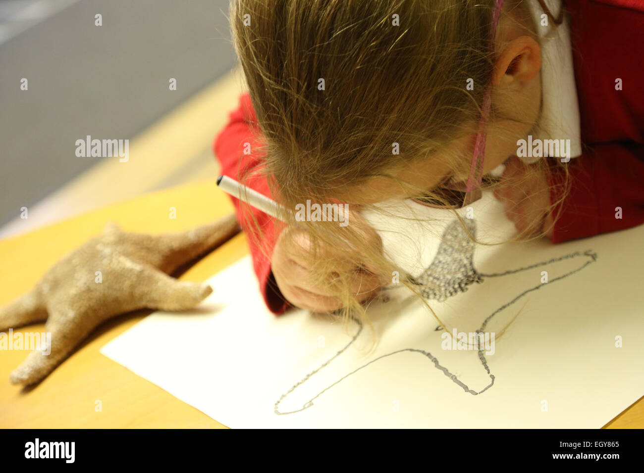 Shell drawing hi-res stock photography and images - Alamy