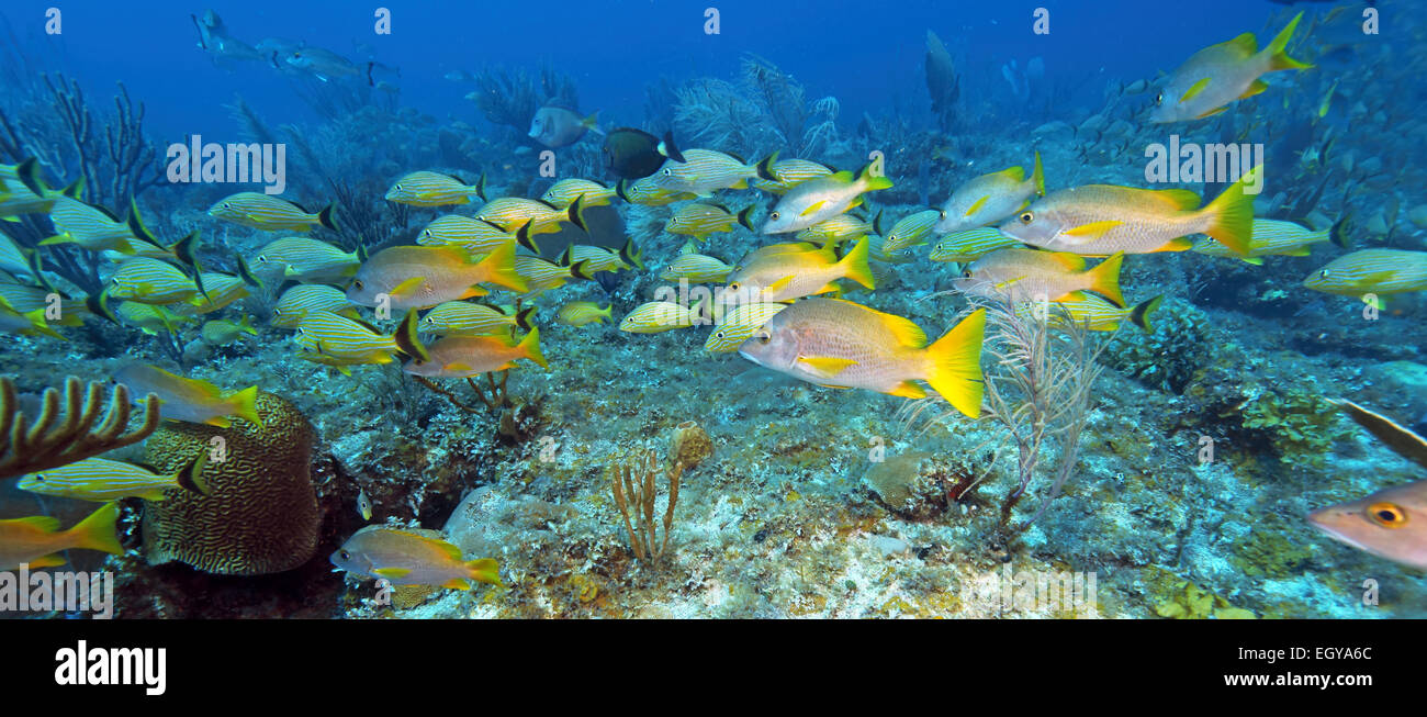 Panoramic View of School of five-lined Snappers (Lutjanus quinquelineatus) Stock Photo