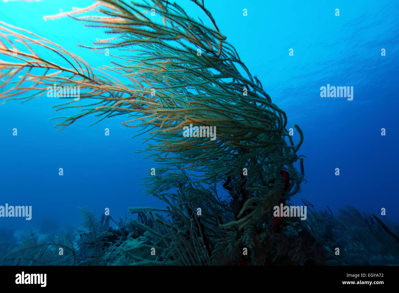 Colorful Underwater Coral Landscape of Caribbean Sea Stock Photo