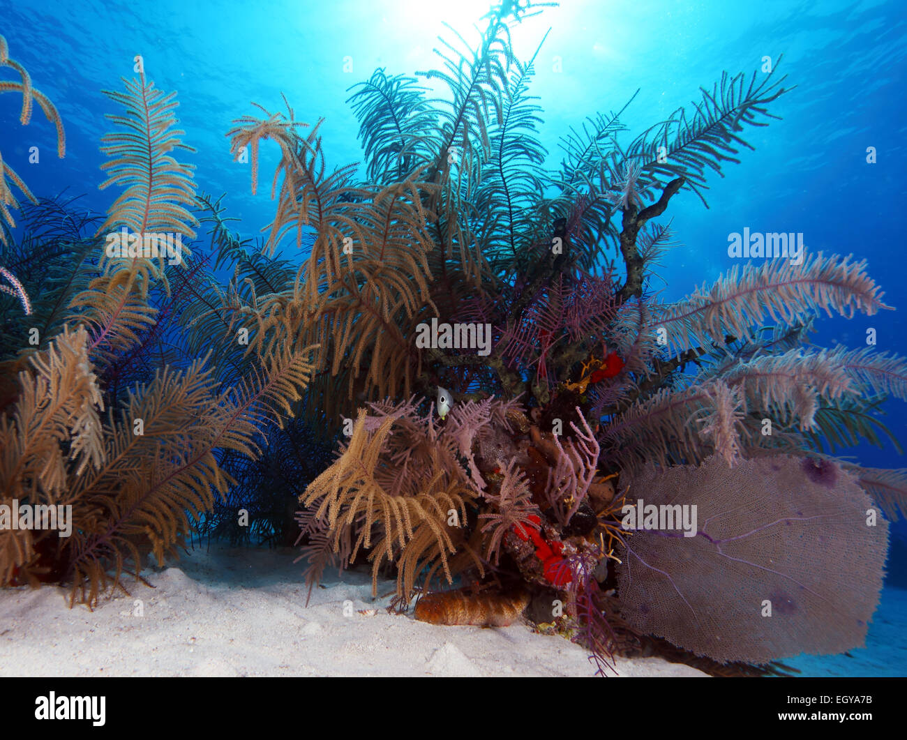 Colorful Underwater Coral Landscape of Caribbean Sea Stock Photo