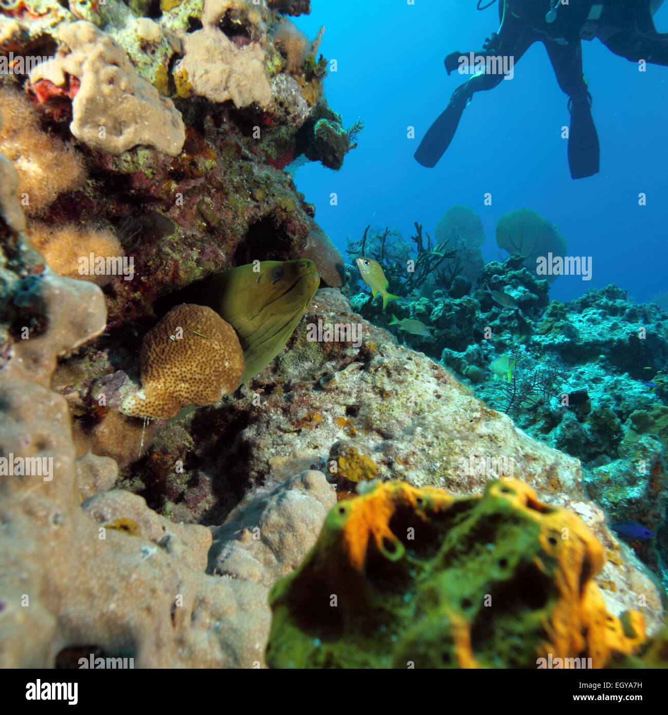 Giant Moray Eel and Scuba Diver, Caribbean Sea Stock Photo Alamy