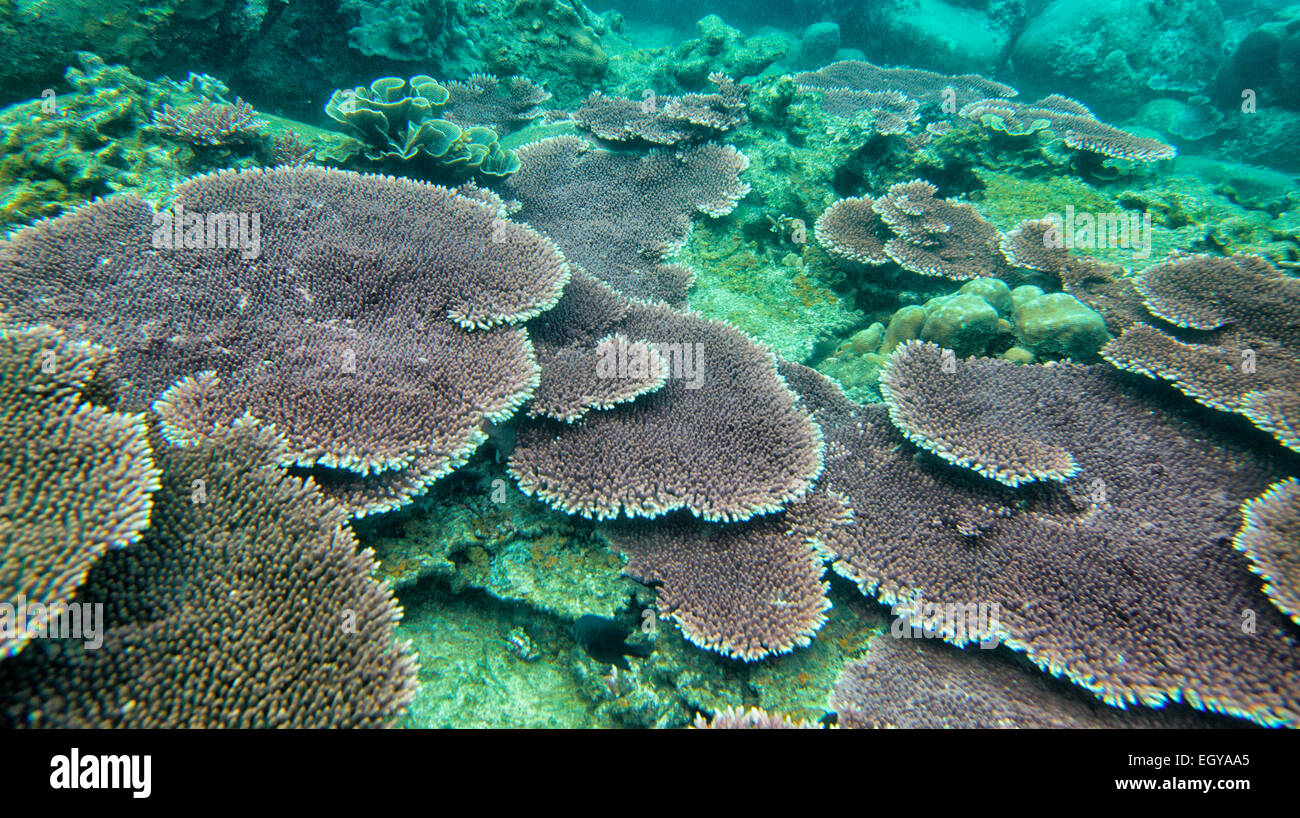 Malaysia South China Sea Tioman Island Coral Reef Stock Photo Alamy malaysia-south-china-sea-tioman-island-coral-reef-stock-photo-alamy