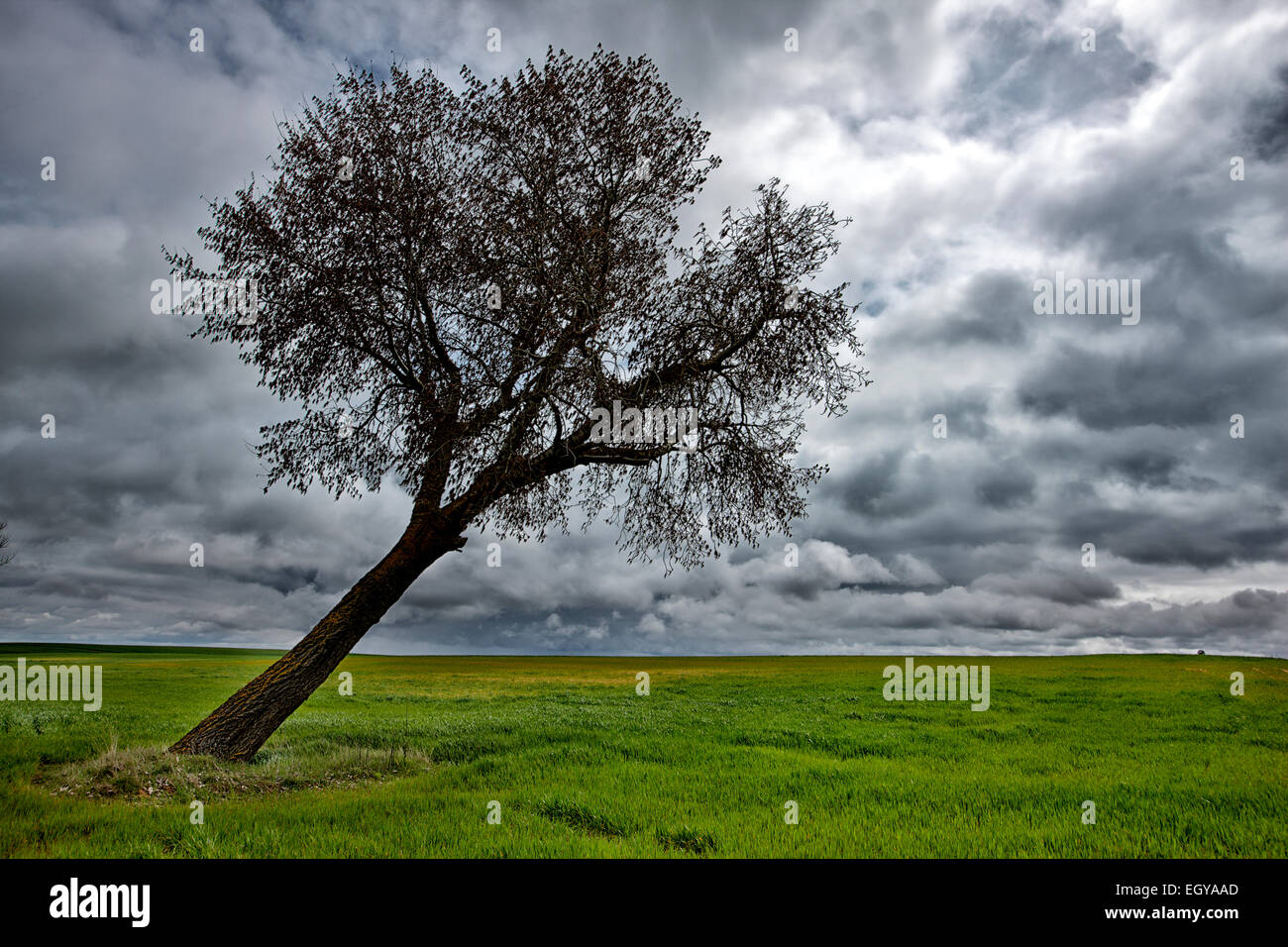 Spain, Province of Zamora, warped tree under cloudy sky Stock Photo