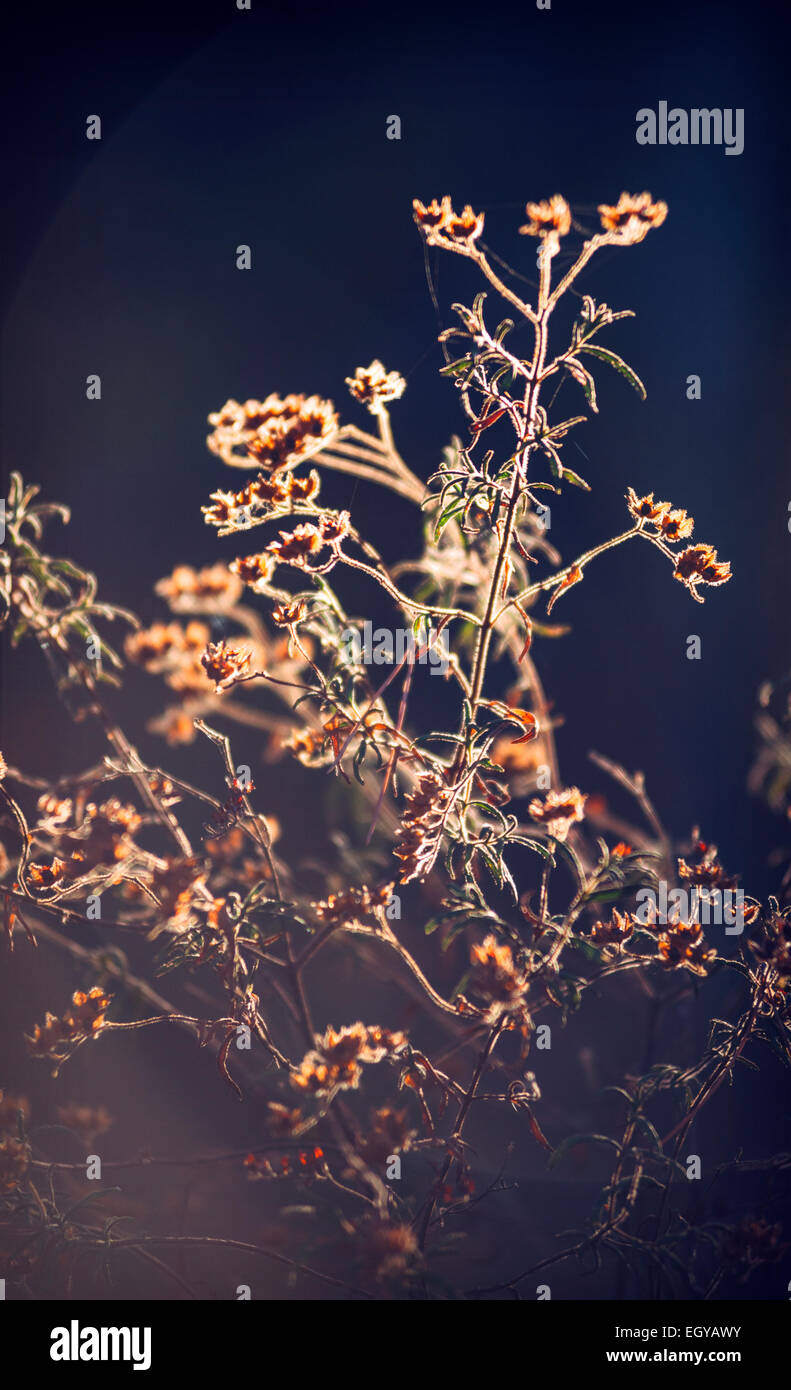 Spain, Andalusia, Huelva, Canary clover at nature park Stock Photo