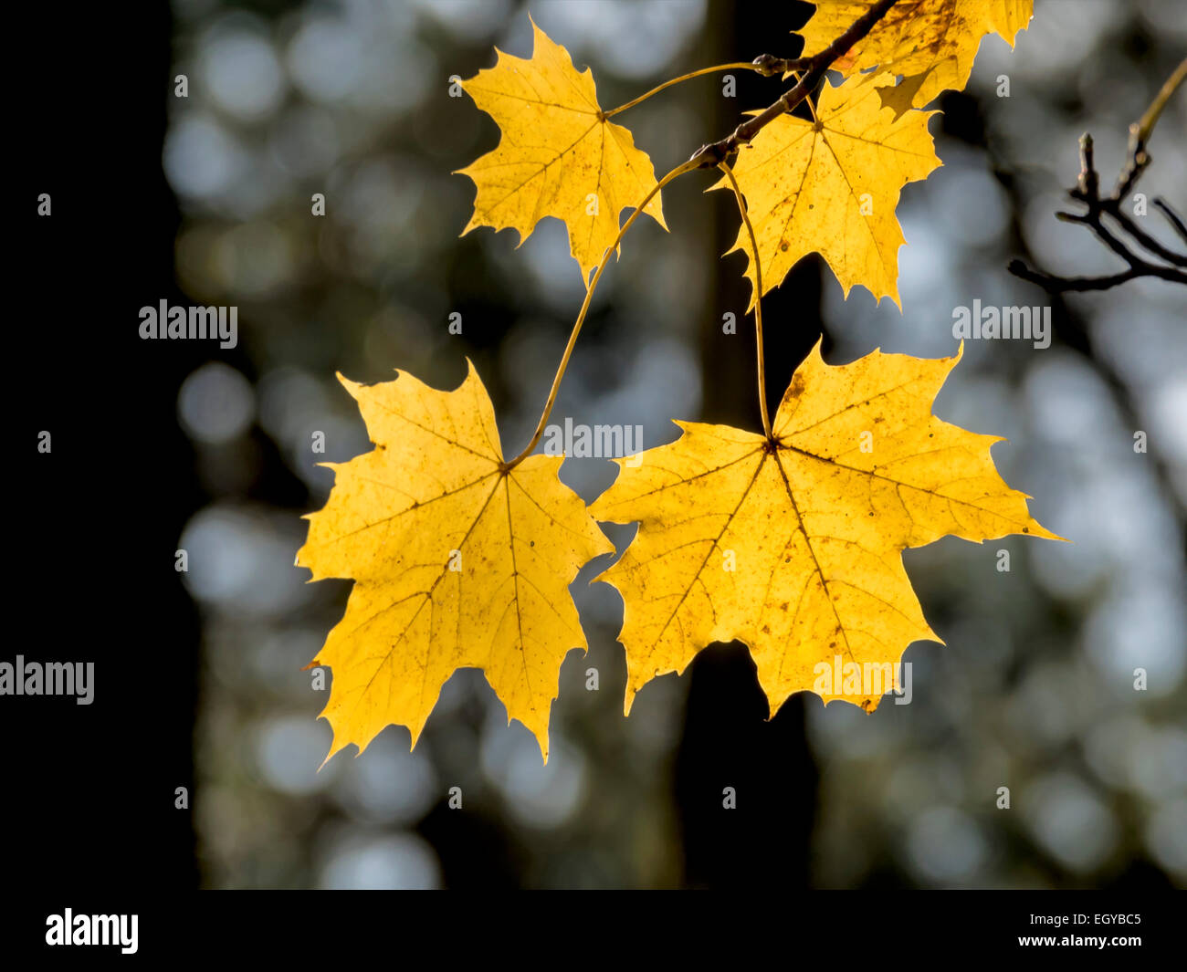 Yellow autumn leaves of maple tree Stock Photo