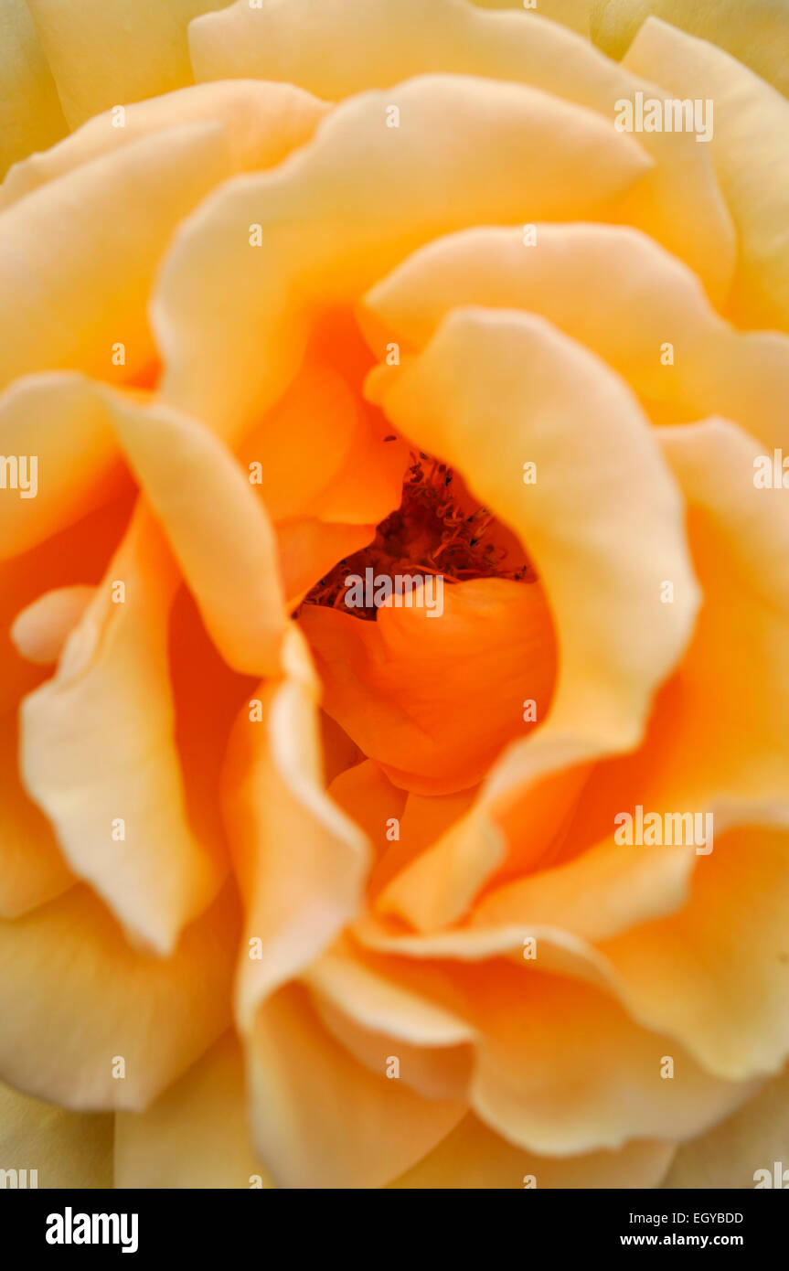 Looking into the flower of a pale orange variety of rose. Stock Photo