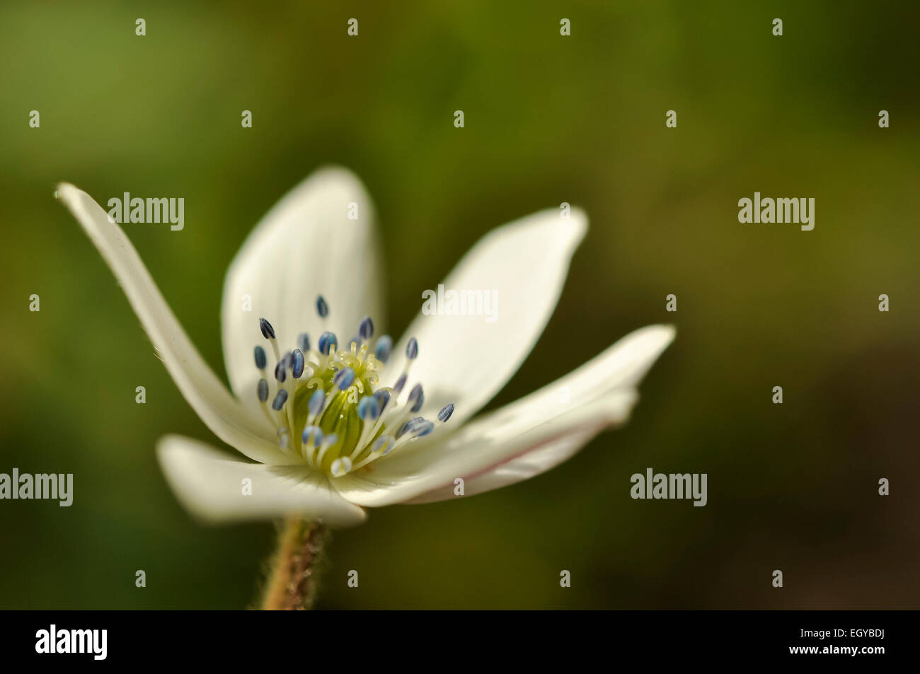 Anemone species with small white petals and blue anthers. Stock Photo