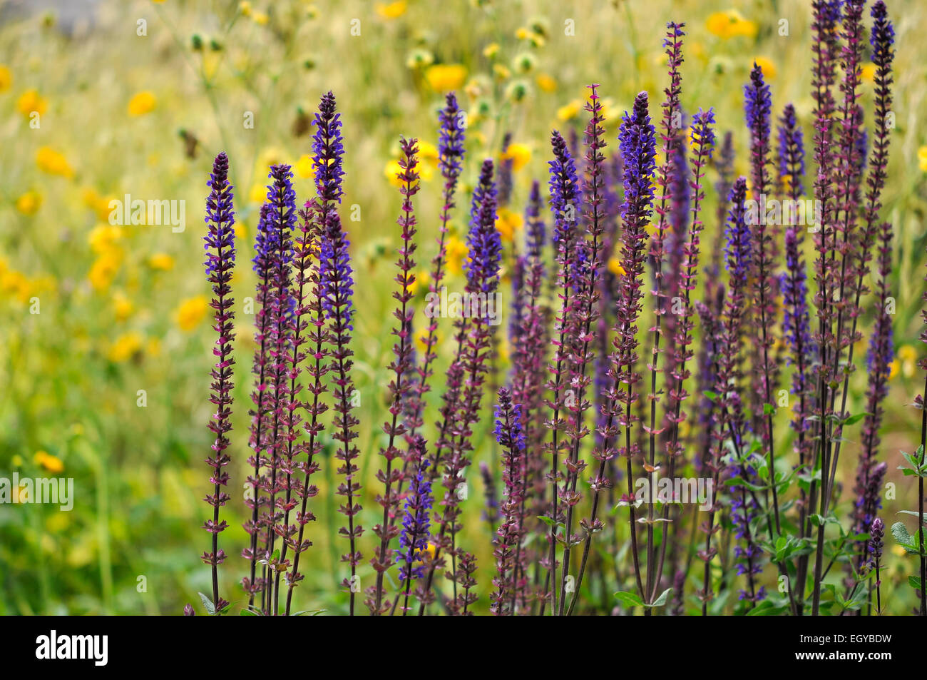 Deep blue/violet flowers of Salvia Superba contrasting against a yelow backgruond of Geum flowers. Stock Photo