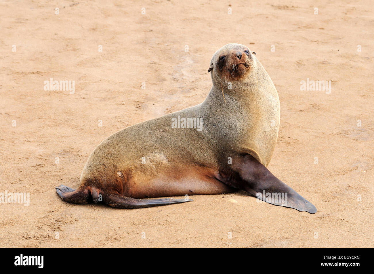 Namibia, Namib desert, relaxing cape fur seal Stock Photo - Alamy