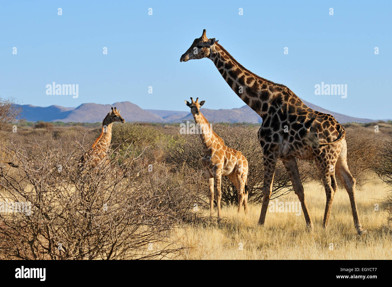 Desert adapted giraffe hi-res stock photography and images - Alamy