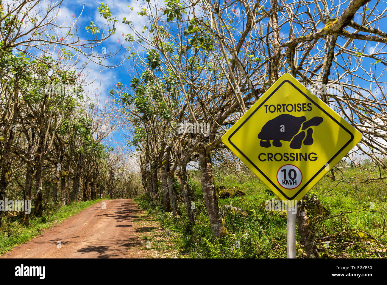 Ecuador, Galapagos Islands, Santa Cruz, speed limit sign at treelined road Stock Photo