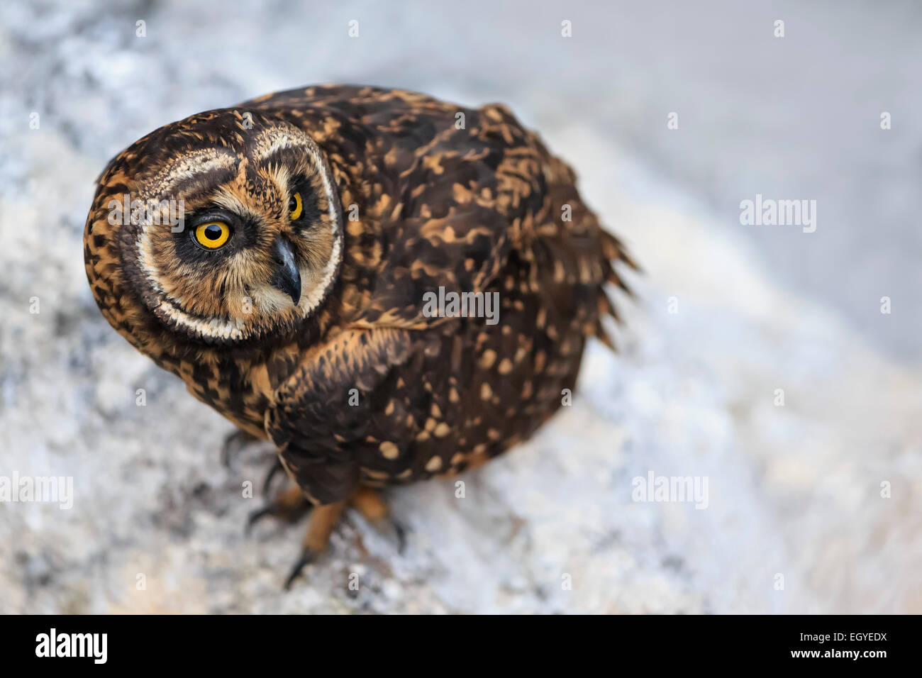 Ecuador, Galapagos Islands, Genovesa, Darwin Bay, short-eared owl Stock Photo