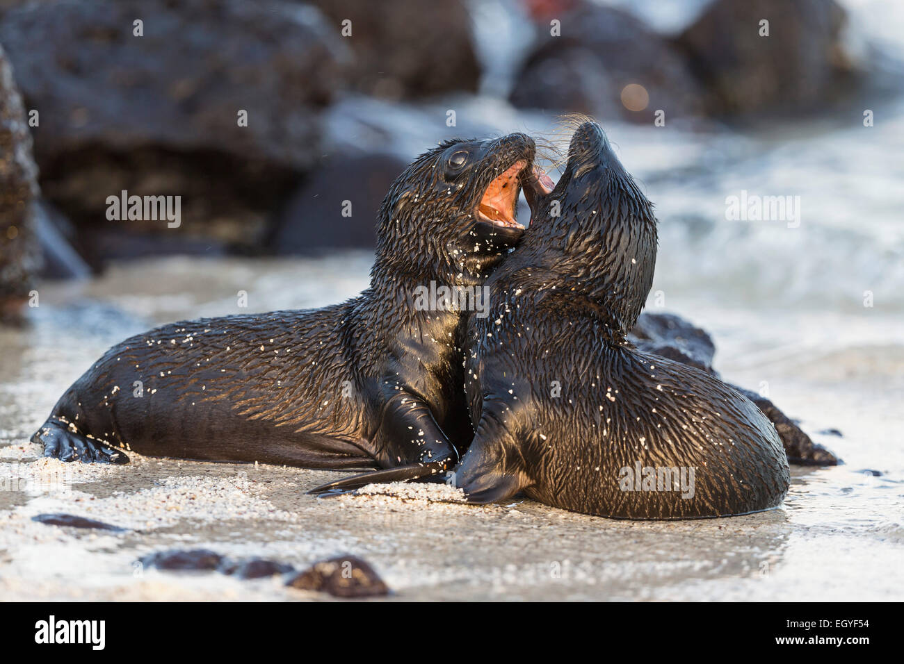 Ecuador, Galapagos Islands, Santa Fe, two young sea lions playing Stock Photo