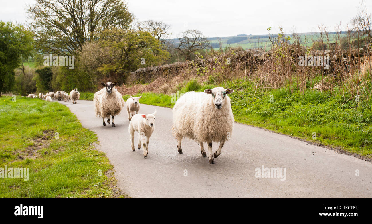 Sheep flock, ewes and lambs, walking up rural road, Haydon Bridge, Northumberland, England, United Kingdom Stock Photo