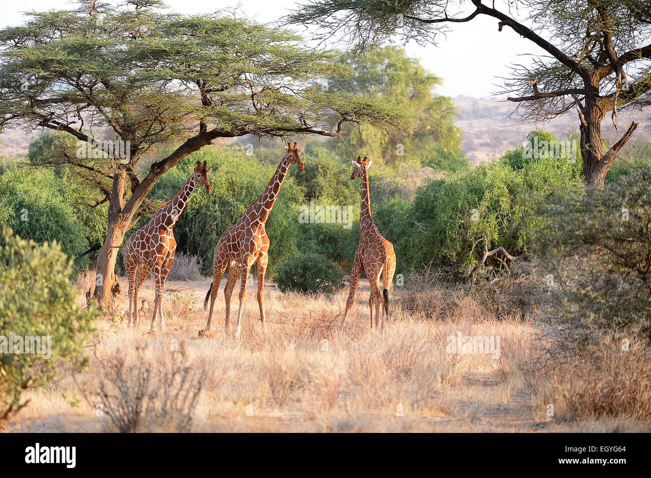 Reticulated Giraffe, Somali Giraffe (Giraffa camelopardalis reticulata), bull standing in a dry river bed under acacia trees Stock Photo