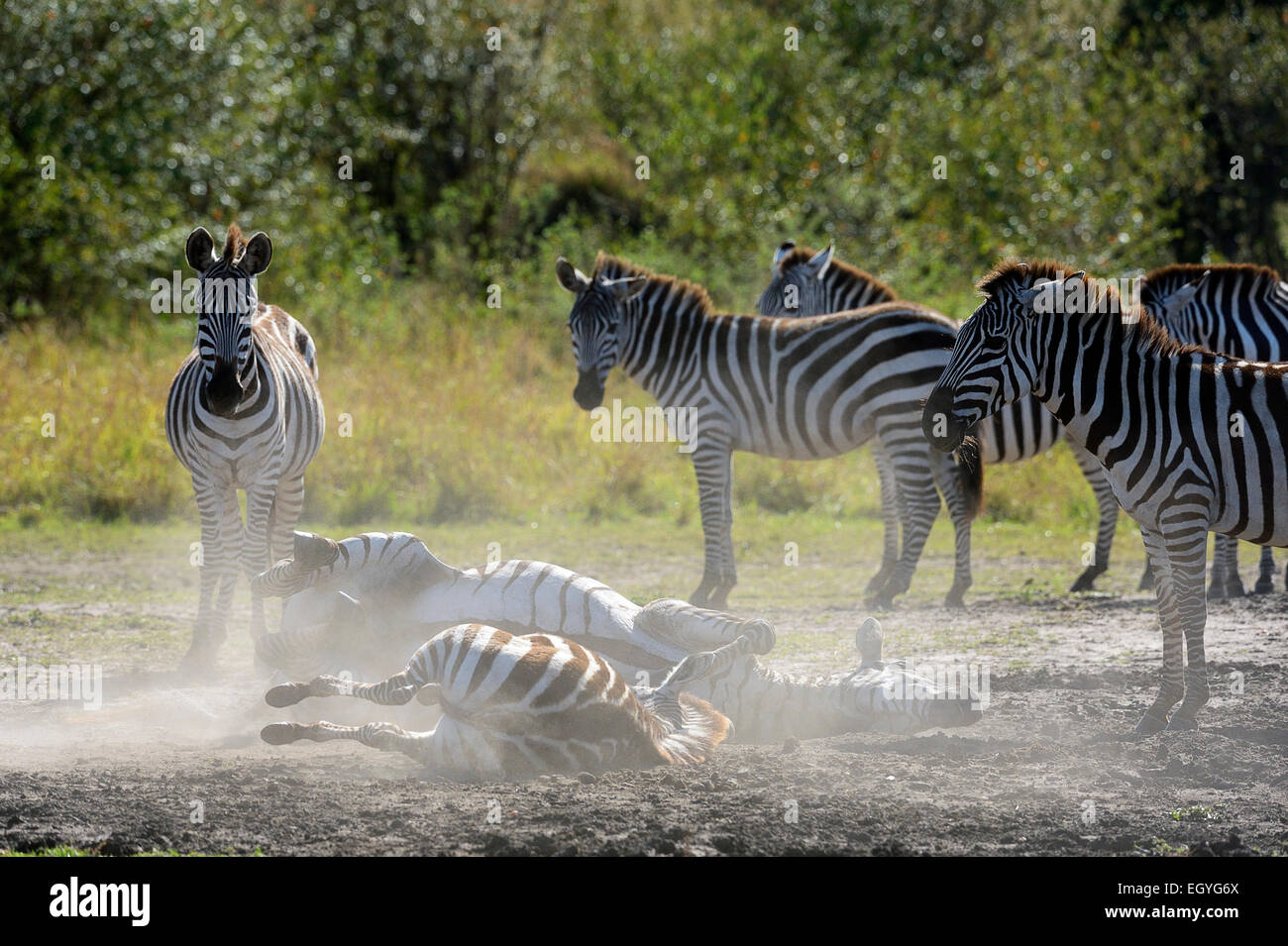 Plains Zebras (Equus guagga), two animals rolling around in the sand, Maasai Mara National Reserve, Kenya Stock Photo
