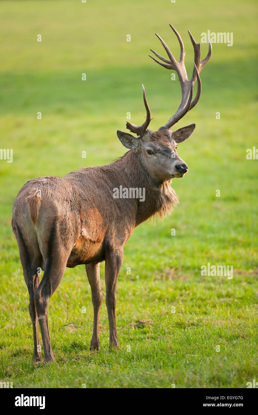 Red Deer (Cervus elaphus) with abnormal antlers after injury to the velvet, captive, Bavaria, Germany Stock Photo