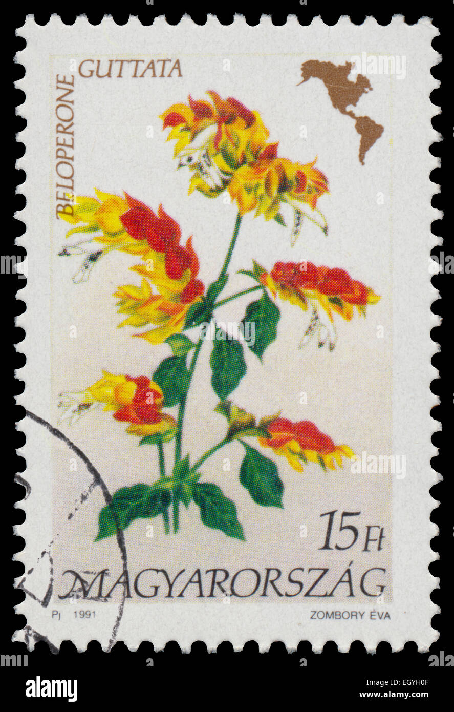 HUNGARY - CIRCA 1991: Stamp printed in Hungary, shows Flower Beloperone guttata, with the same inscriptions, from the series 'Am Stock Photo