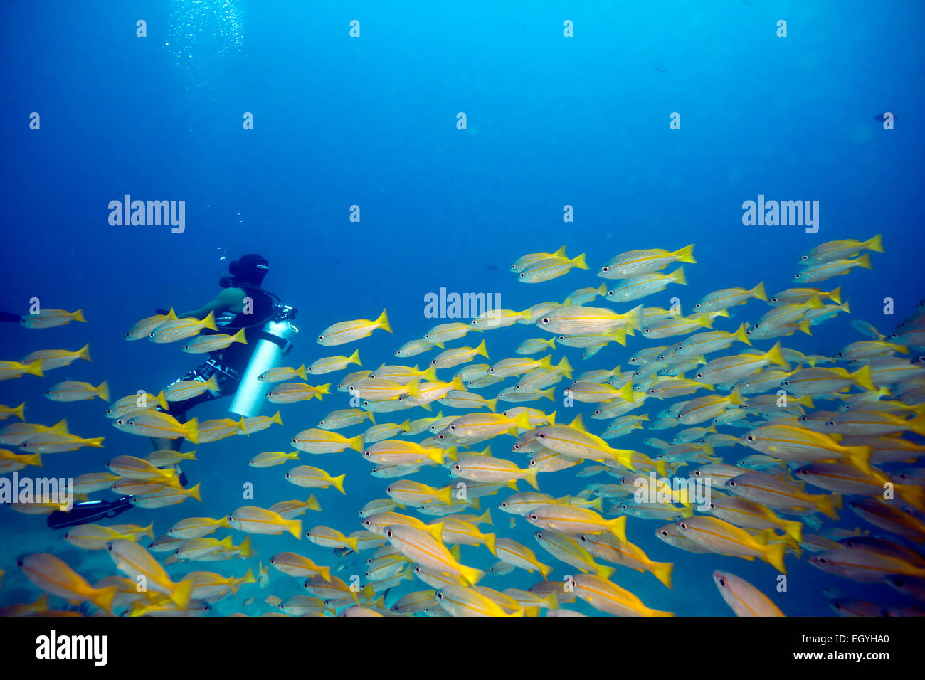 School of bigeye snapper swimming over coral reef at Mabul Island, Borneo Stock Photo