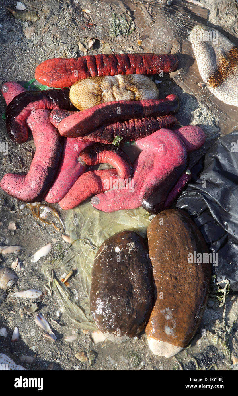 Different species of sea cucumbers for sale at Semporna wet market