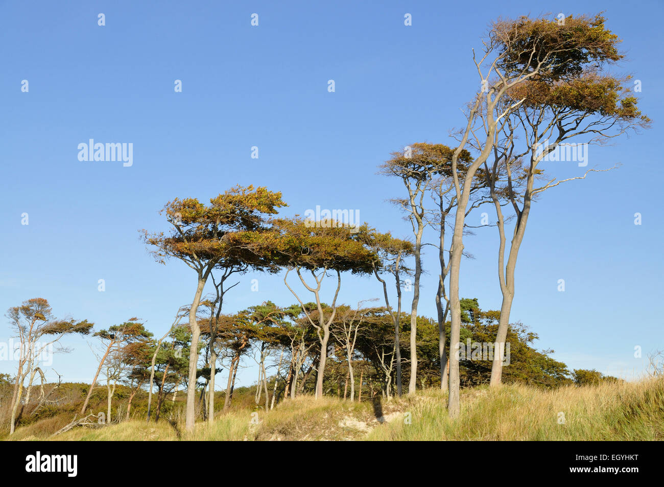 Beeches (Fagus sylvatica), windswept trees on Weststrand beach, Darss, Western Pomerania Lagoon Area National Park Stock Photo
