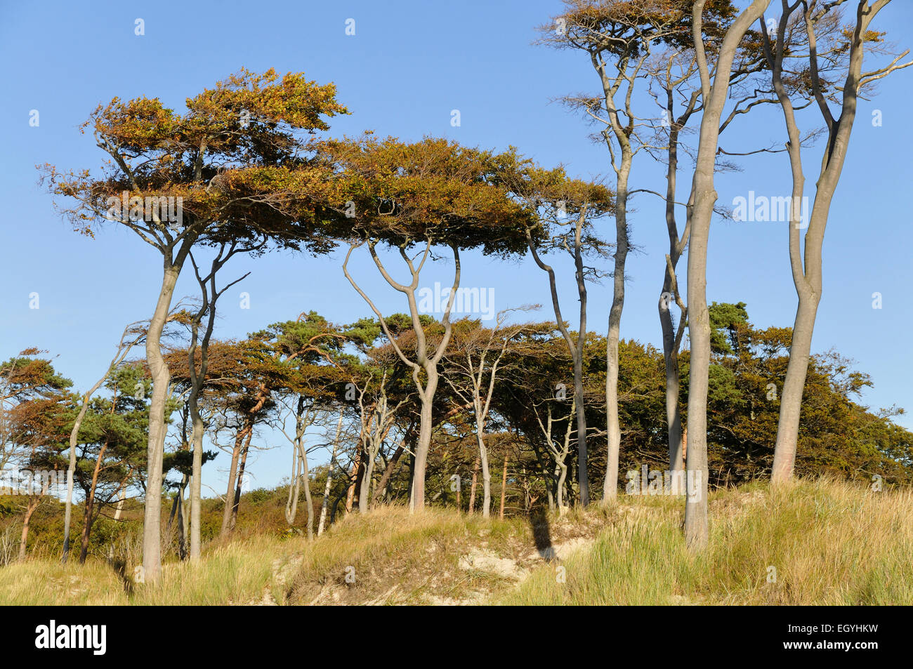 Beeches (Fagus sylvatica), windswept trees on Weststrand beach, Darss, Western Pomerania Lagoon Area National Park Stock Photo