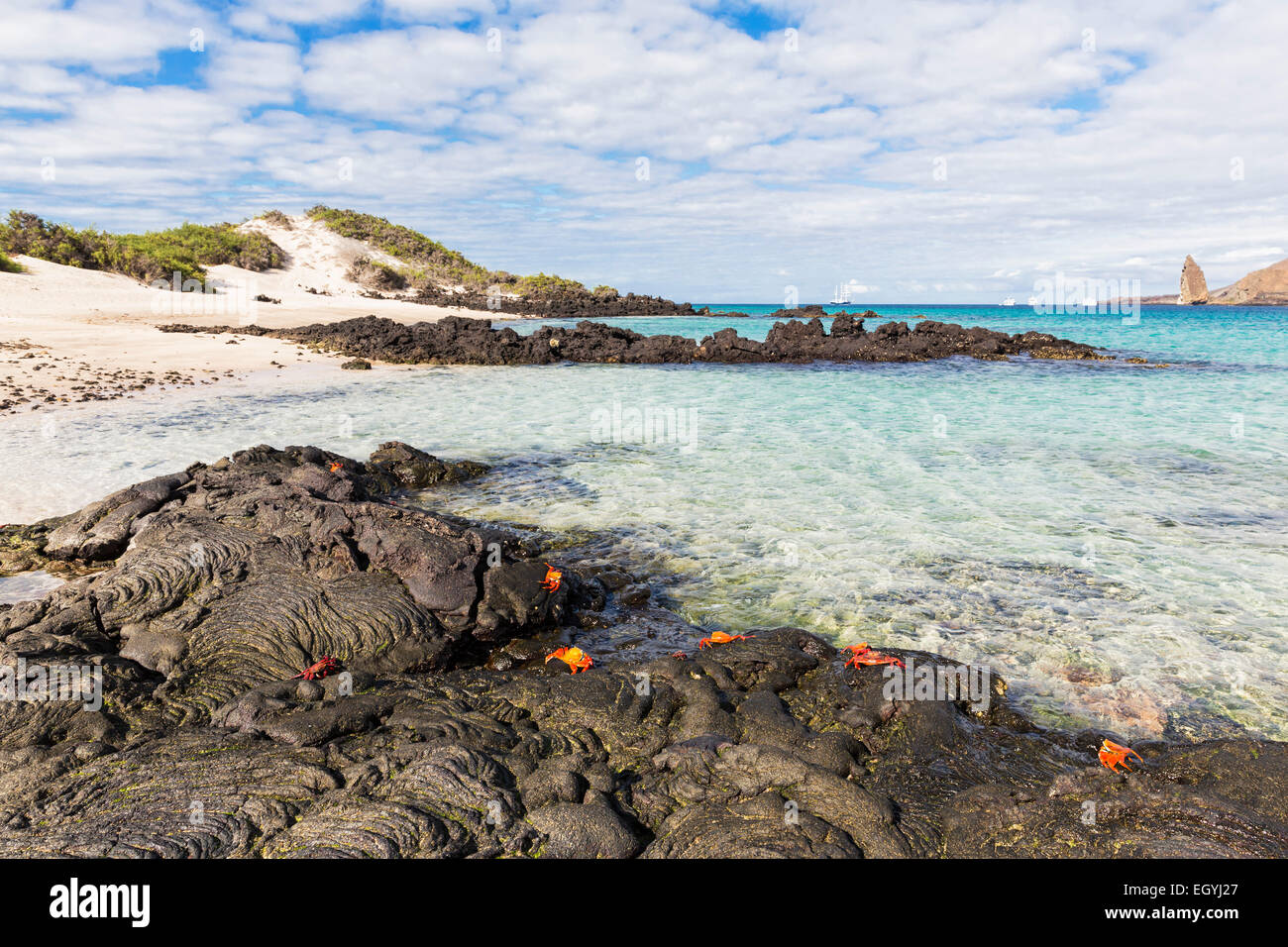 Ecuador, Galapagos Islands, Santa Cruz, red rock crabs Stock Photo