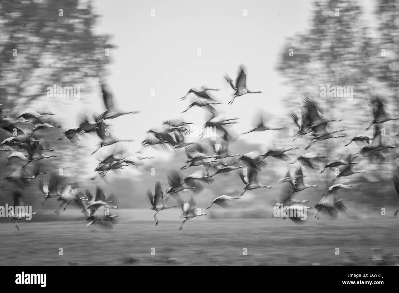 Flock of flying cranes Stock Photo