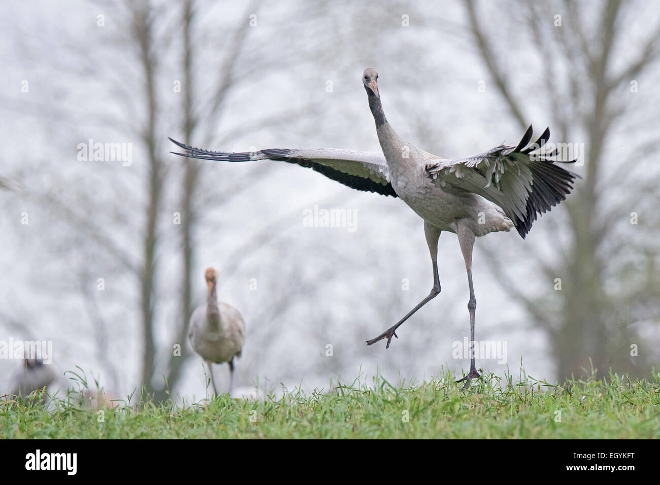 Crane standing on one leg hires stock photography and images Alamy