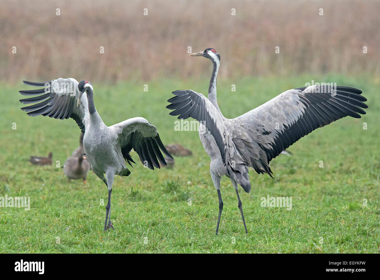 Two male cranes with spreading their wings Stock Photo