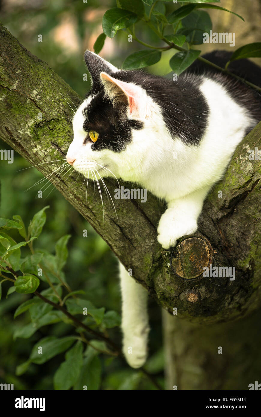 Cat hunting garden hi-res stock photography and images - Alamy