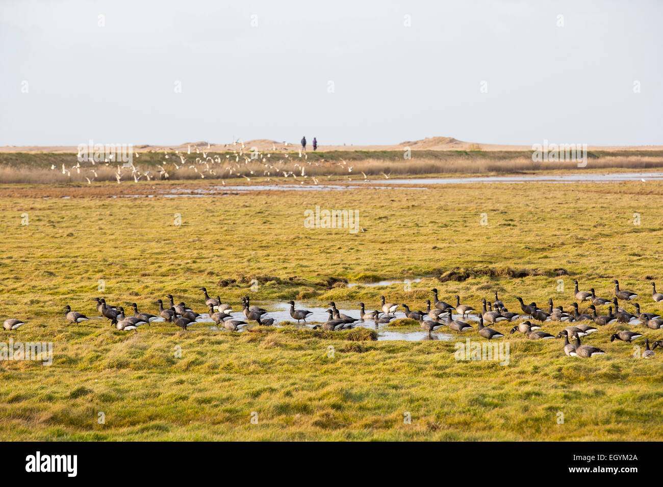 Brent Geese feeding on salt marsh with a flock of Wigeon flying behind at Salthouse on the North Norfolk coast, UK. Stock Photo