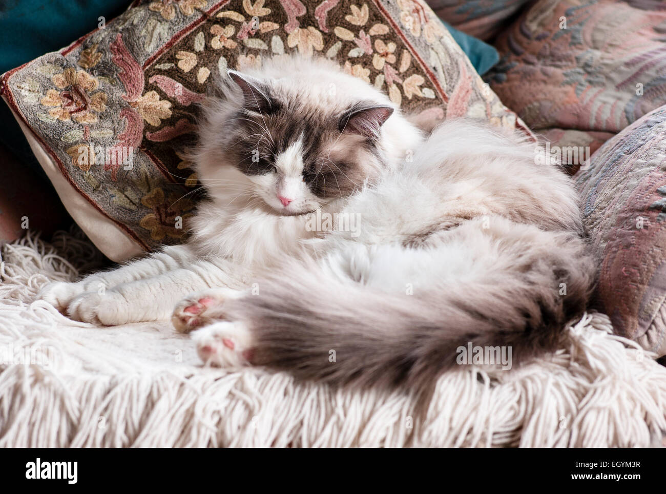 Young male Ragdoll cat slumbering in an easy chair Stock Photo