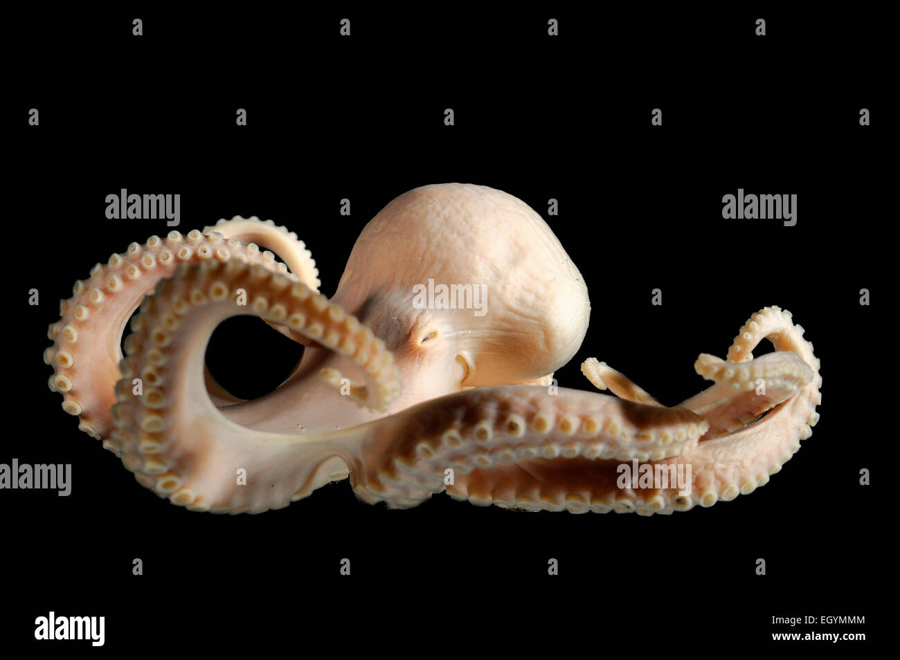(Benthoctopus piscatorum) Picture was taken in cooperation with the Zoological Museum University of Hamburg | Krake (Benthoctopu Stock Photo