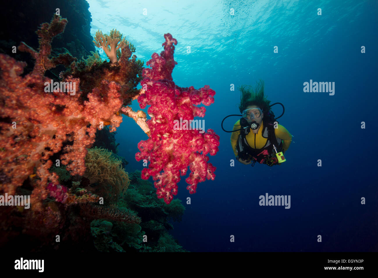 Pacific Ocean, Palau, scuba diver in coral reef with tree coral Stock Photo