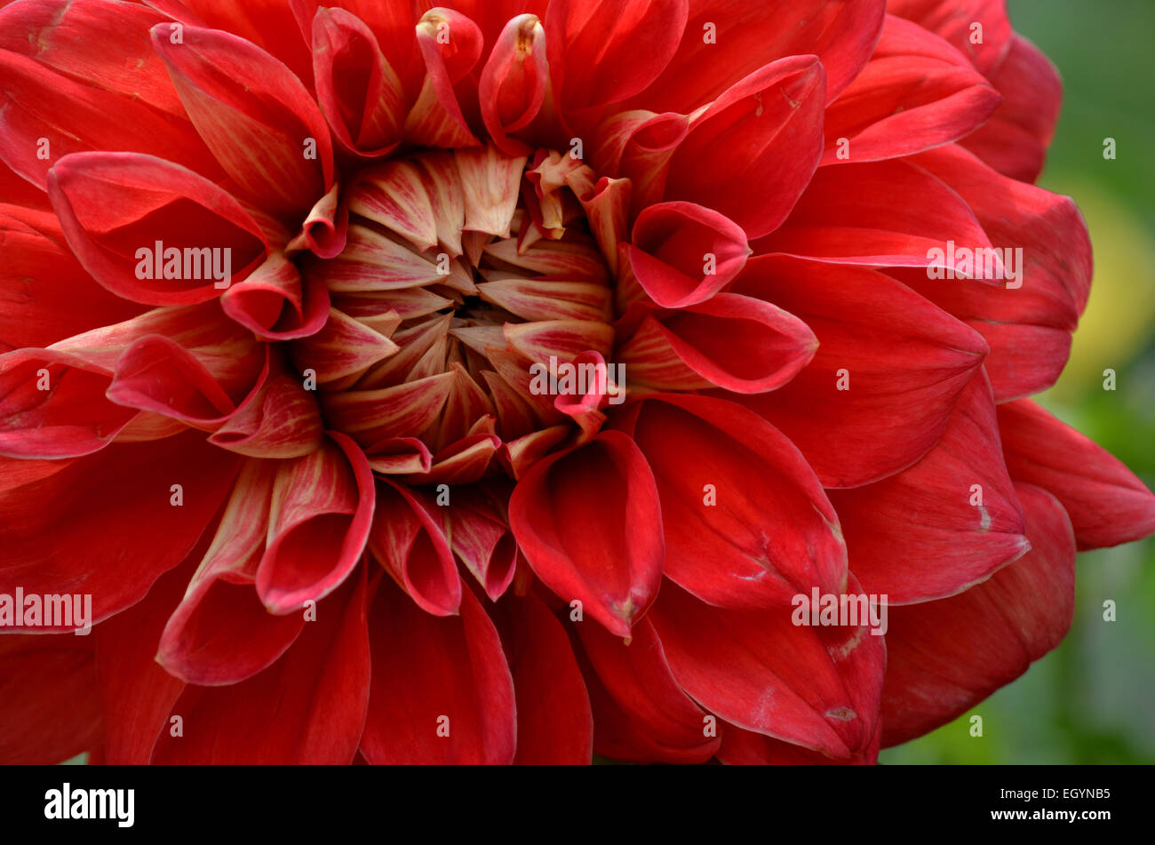 Red dahlia flower in Botanical garden at Ooty,Tamilnadu,india Stock Photo