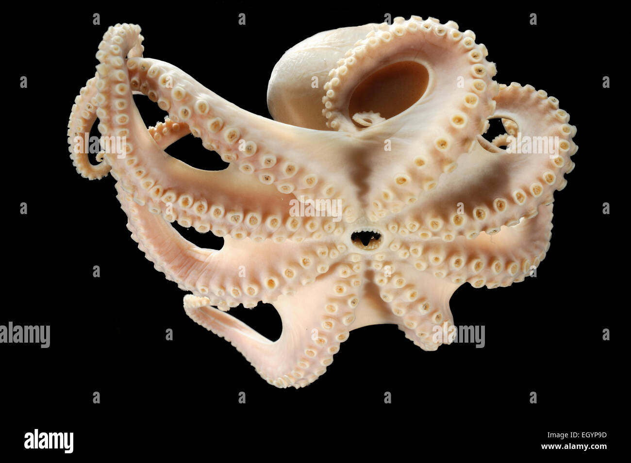 (Benthoctopus piscatorum) Picture was taken in cooperation with the Zoological Museum University of Hamburg | Krake (Benthoctopu Stock Photo