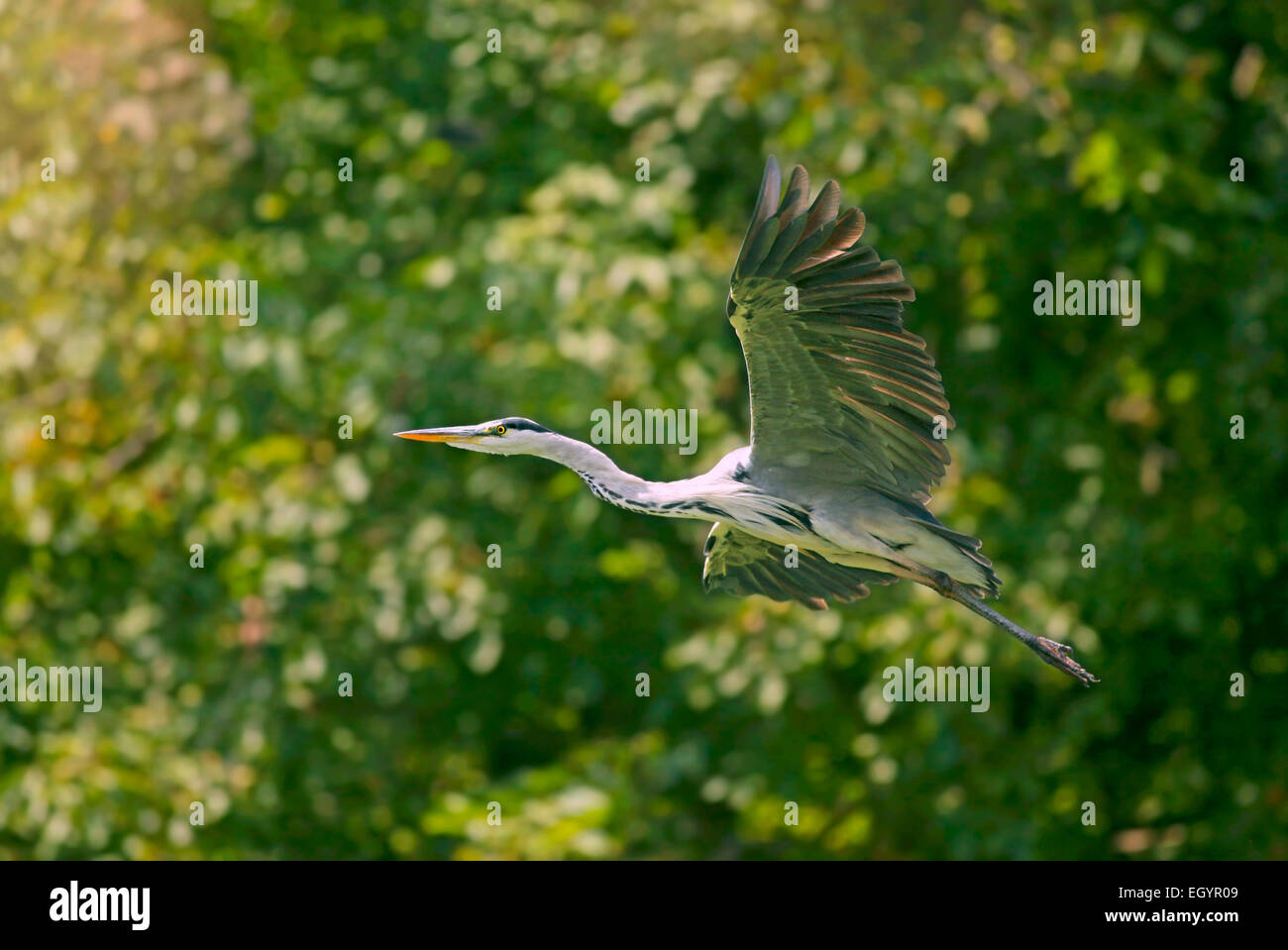 Gray Heron (Ardea cinerea) in flight Stock Photo