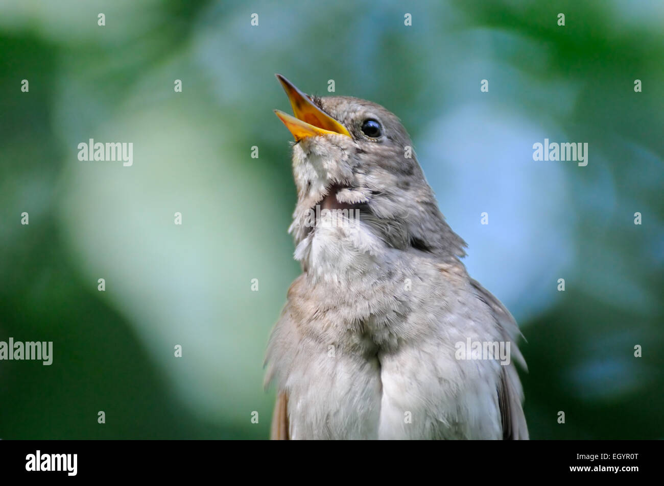 Nightingale singing hi-res stock photography and images - Alamy
