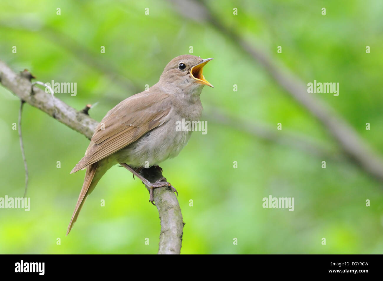 Nightingale singing hi res stock photography and images Alamy