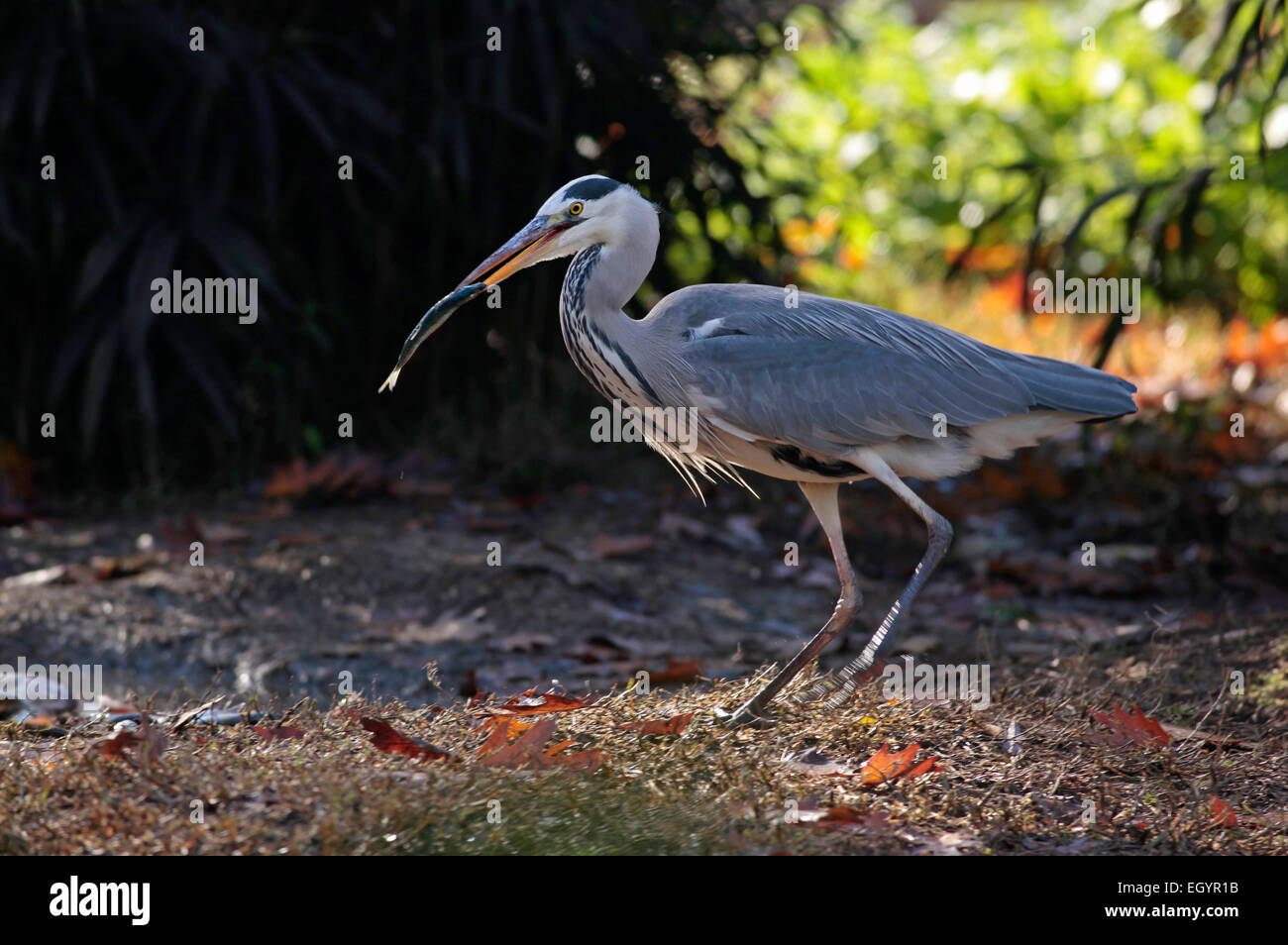Grey Heron (Ardea cinerea) with a fish in its bill Stock Photo