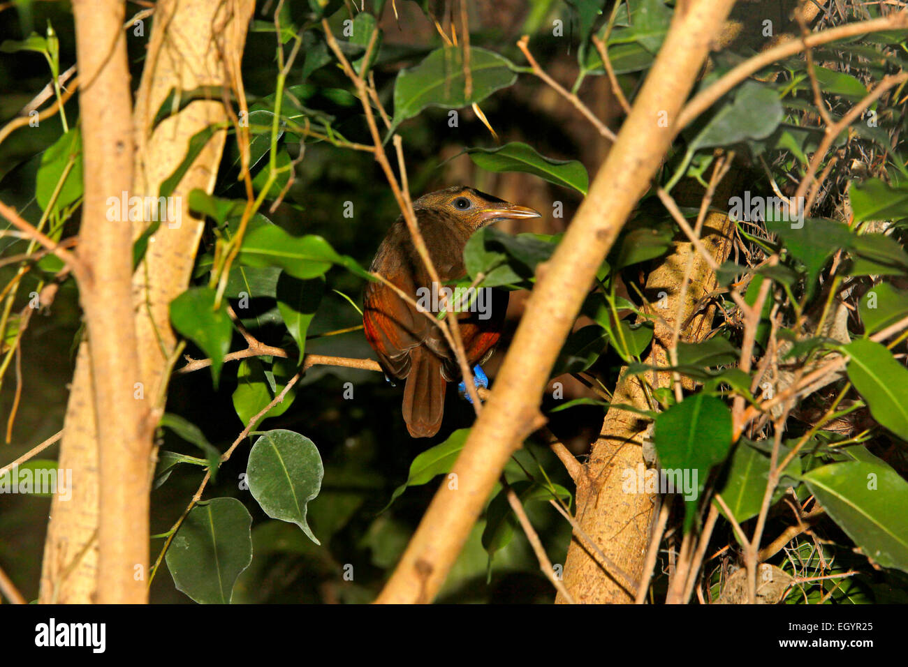 Magnificent Bird-of-paradise (Cicinnurus =Diphyllodes  magnificus) female Stock Photo