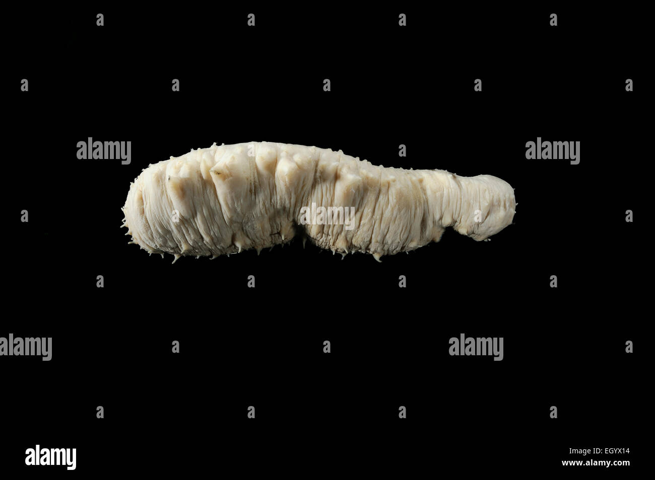 Sea Cucumber (Mesothuria (Allantis) intestinalis) Picture was taken in cooperation with the Zoological Museum University of Hamb Stock Photo