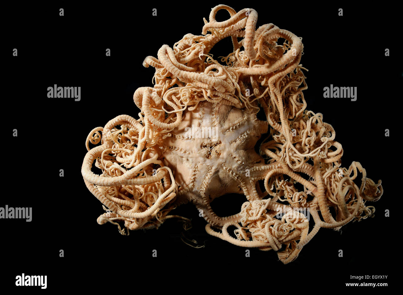 Brittle star (Gorgonocephalus lamarckii) Picture was taken in cooperation with the Zoological Museum University of Hamburg | Sch Stock Photo