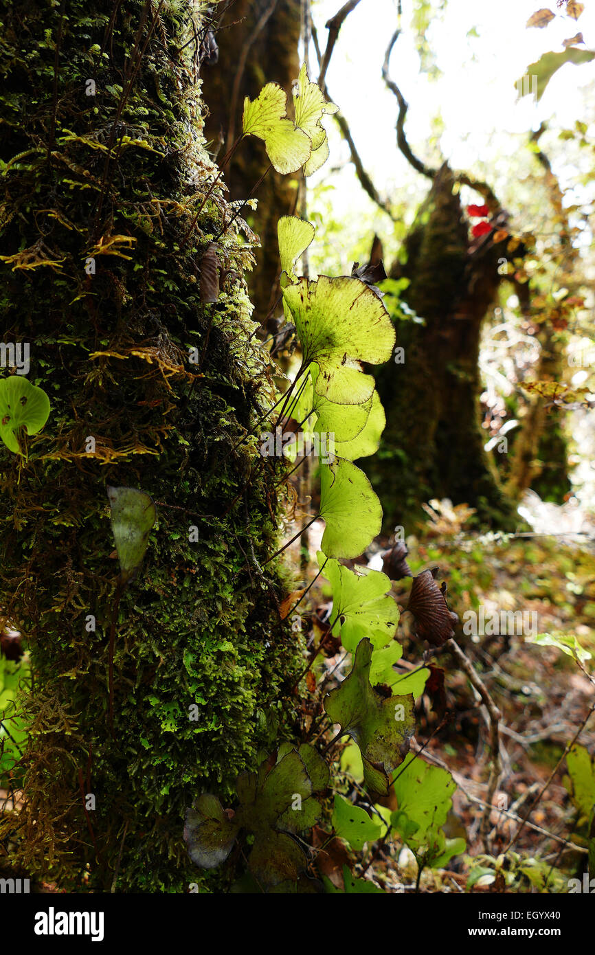 Epiphytes growing on tree  in the rainforest Stock Photo