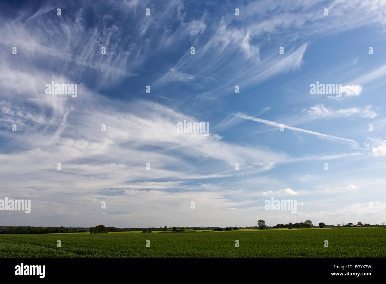 Norfolk wheat field under a big sky with cirrus clouds Stock Photo