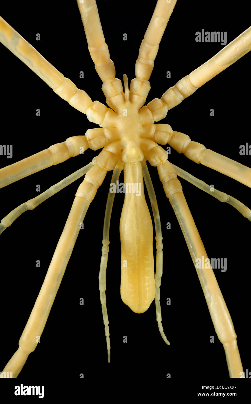 Rote Seespinne (Collossendeis proboscidea) Asselspinnen (Pycnogonida, Pantopoda) Stock Photo